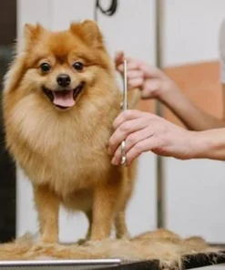 Grooming Service