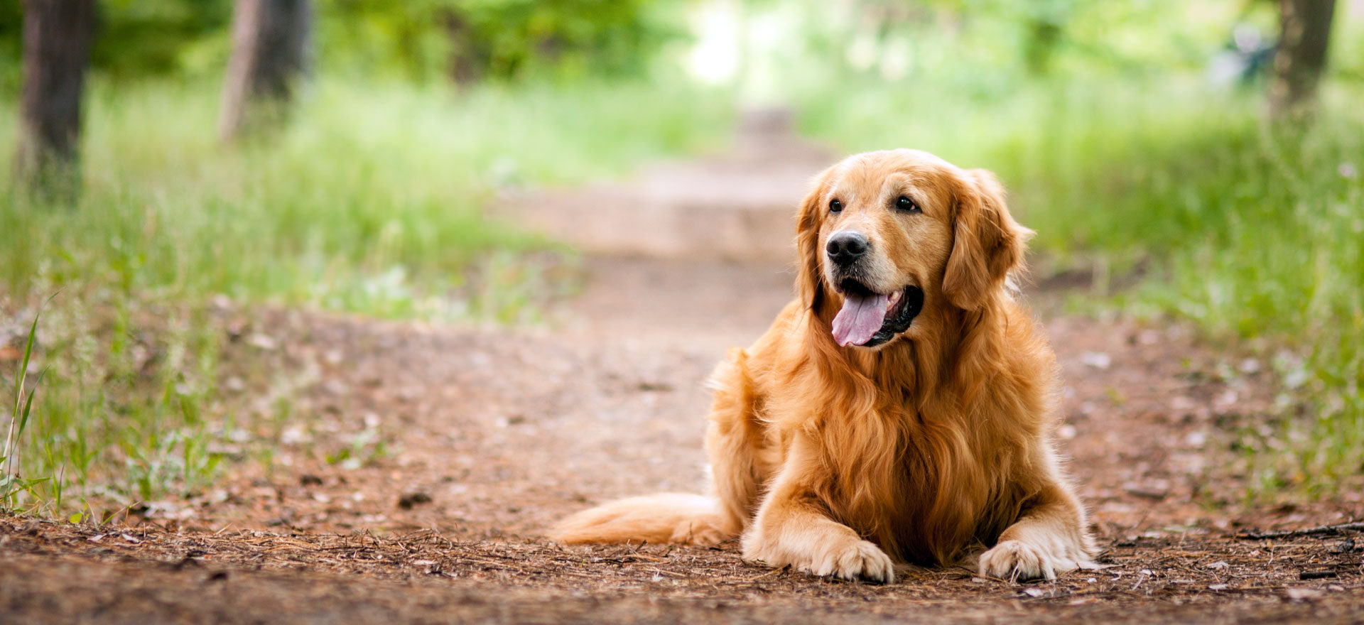 Happy golden retriever sitting outdoors at The Family Pet Stay