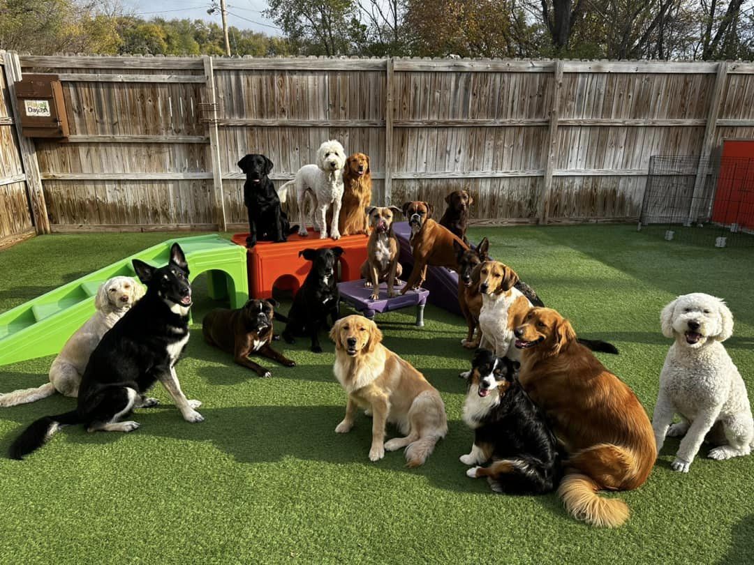 Happy dogs at daycare playing together on artificial grass with play equipment