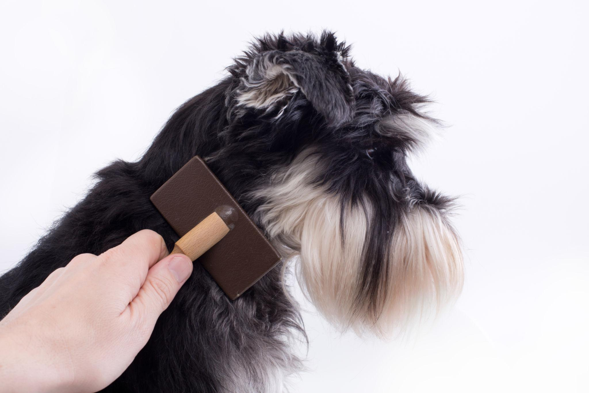 Bath Special + Paw-Pedi — $29