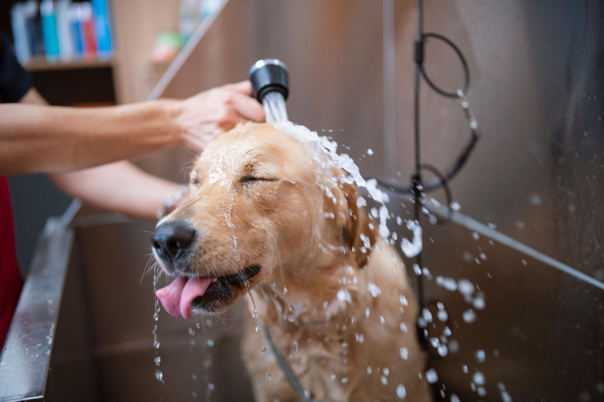 Dog being groomed with a shower head at The Family Pet Stay grooming salon